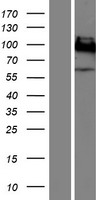 CEACAM1 Human Over-expression Lysate