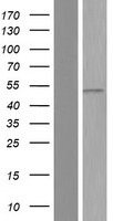 PPP2R2A Human Over-expression Lysate