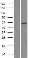 RBMS3 Human Over-expression Lysate