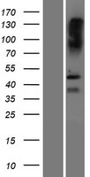 SAMD8 Human Over-expression Lysate
