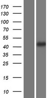 PP11 (ENDOU) Human Over-expression Lysate
