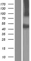 SRPX Human Over-expression Lysate