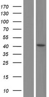 PPAR delta (PPARD) Human Over-expression Lysate