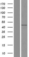 FAM53A Human Over-expression Lysate