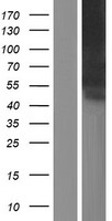 SIGLEC6 Human Over-expression Lysate