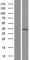 ASMT Human Over-expression Lysate