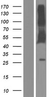 CD244 Human Over-expression Lysate