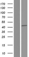 SPATA22 Human Over-expression Lysate