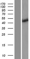 RNF32 Human Over-expression Lysate