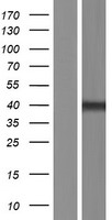CENPL Human Over-expression Lysate