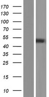 PNPLA5 Human Over-expression Lysate