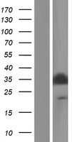 PGAM5 Human Over-expression Lysate