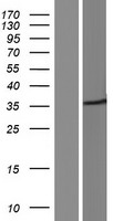 Syntaxin 3 (STX3) Human Over-expression Lysate