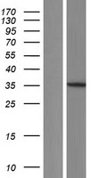 MNAT1 Human Over-expression Lysate