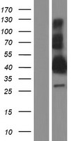 BEAN1 Human Over-expression Lysate