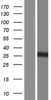 MTX3 Human Over-expression Lysate