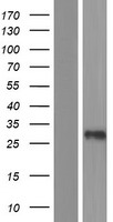 C3orf80 Human Over-expression Lysate