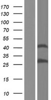 LOC136242 (PRSS37) Human Over-expression Lysate