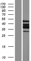 PLSCR4 Human Over-expression Lysate