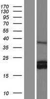 G CSF (CSF3) Human Over-expression Lysate