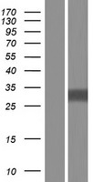 Uroplakin III (UPK3A) Human Over-expression Lysate