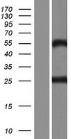 C9orf25 (FAM219A) Human Over-expression Lysate