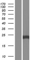 RAB35 Human Over-expression Lysate