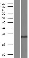 Claudin 7 (CLDN7) Human Over-expression Lysate