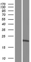 PGPEP1L Human Over-expression Lysate