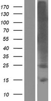 TMEM178 (TMEM178A) Human Over-expression Lysate