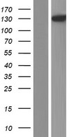 PLCL1 Human Over-expression Lysate