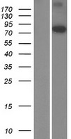 CMIP Human Over-expression Lysate