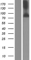 MST1 Human Over-expression Lysate