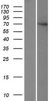 FBXO24 Human Over-expression Lysate
