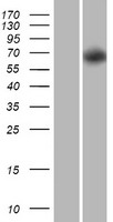 PRR5-ARHGAP8 Human Over-expression Lysate