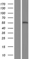 ZNF312B (FEZF1) Human Over-expression Lysate