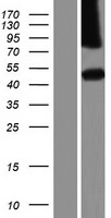 DIPK1C Human Over-expression Lysate