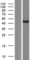 ATAD3C Human Over-expression Lysate