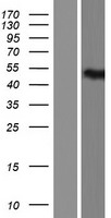 RILPL1 Human Over-expression Lysate
