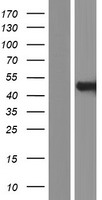 PSMC6 Human Over-expression Lysate