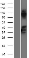 C9orf140 (SAPCD2) Human Over-expression Lysate
