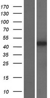 APOBEC3D Human Over-expression Lysate