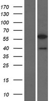 PCBP3 Human Over-expression Lysate