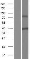 SH3YL1 Human Over-expression Lysate
