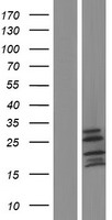 COA8 Human Over-expression Lysate