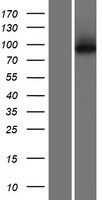 KLHL29 Human Over-expression Lysate