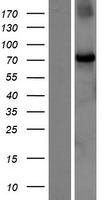 CHFR Human Over-expression Lysate