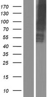 SLC13A2 Human Over-expression Lysate
