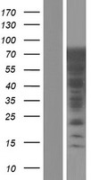 LRRC36 Human Over-expression Lysate