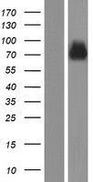 Synaptotagmin 14 (SYT14) Human Over-expression Lysate